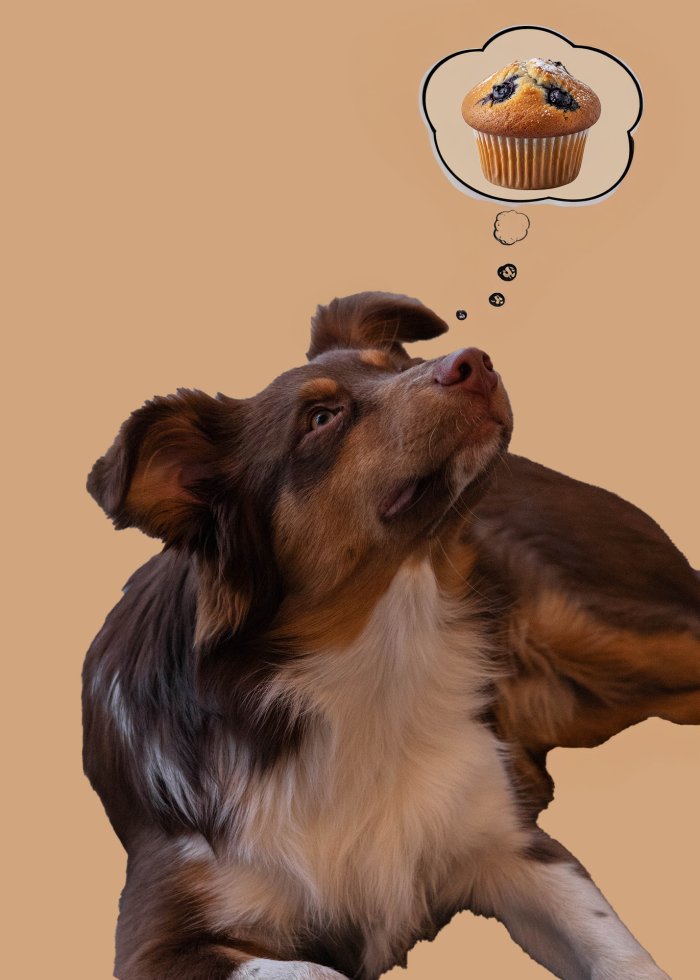 Muffin