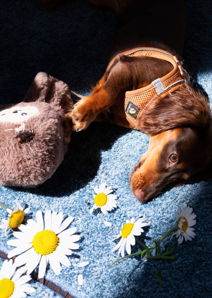 daisy