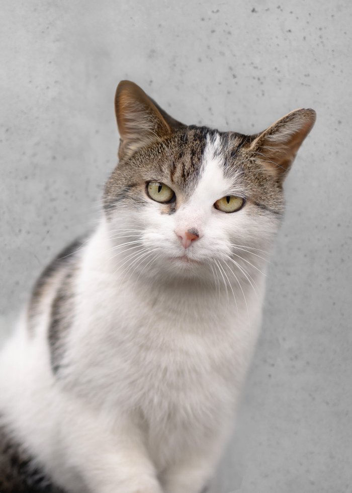 Katzi