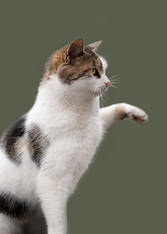 Katzi